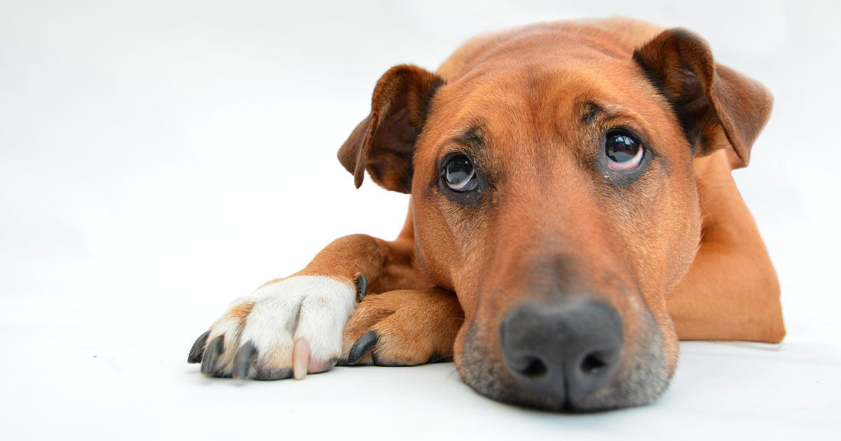 Legislação para Animais de Companhia