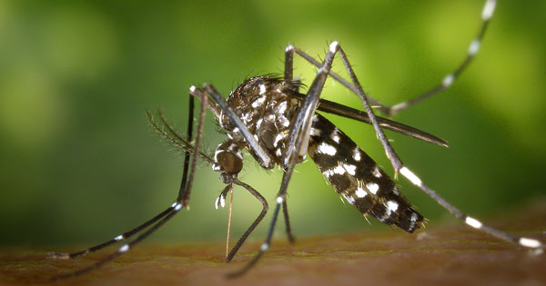Mosquito Aedes Aegypti